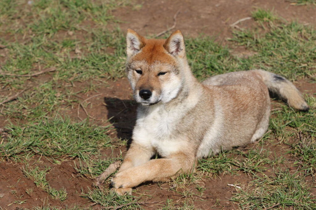 Chien chiot Shikoku élevage joki
