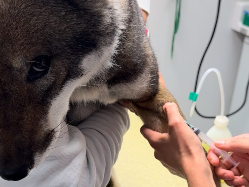 Chien chiot Shikoku élevage oksana vaccin veto veterinaire