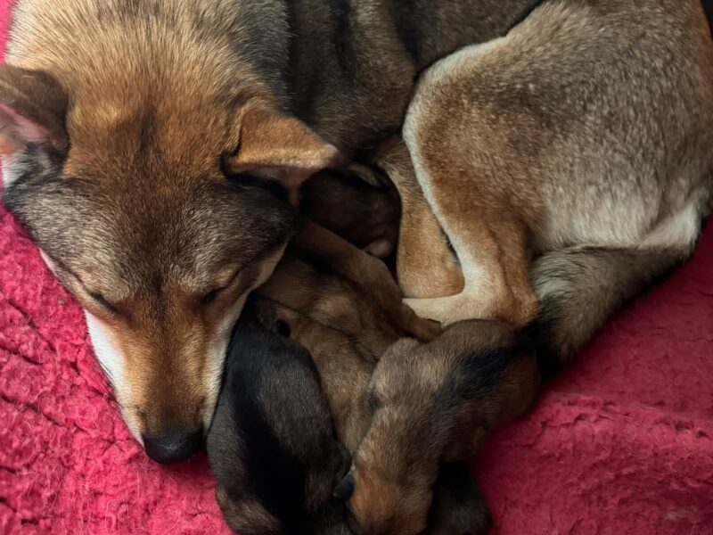 Chien chiot Shikoku élevage himeno bebe baby babys dog baby's dogs