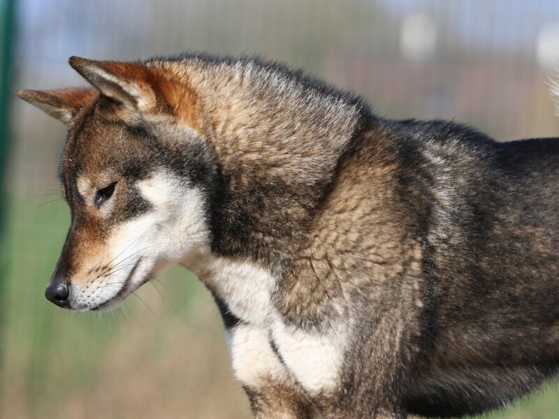 Chien chiot Shikoku élevage tsutsu