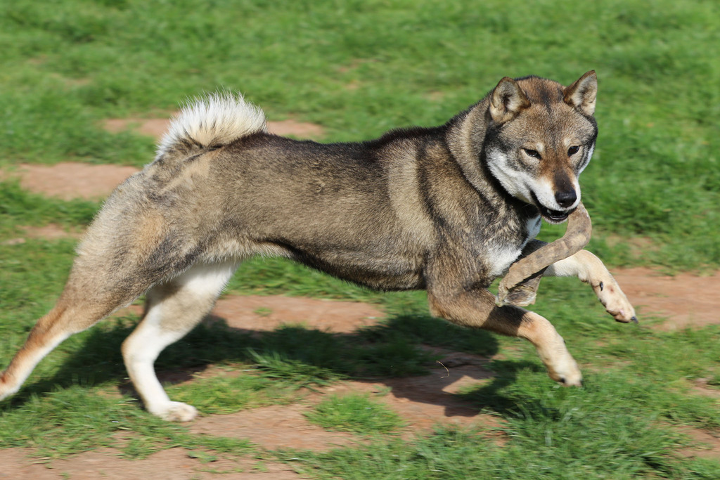 Chien chiot Shikoku élevage
