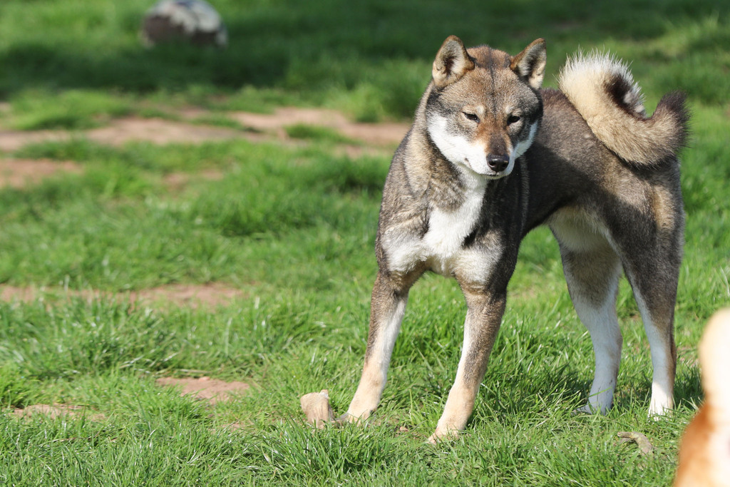 Chien chiot Shikoku élevage