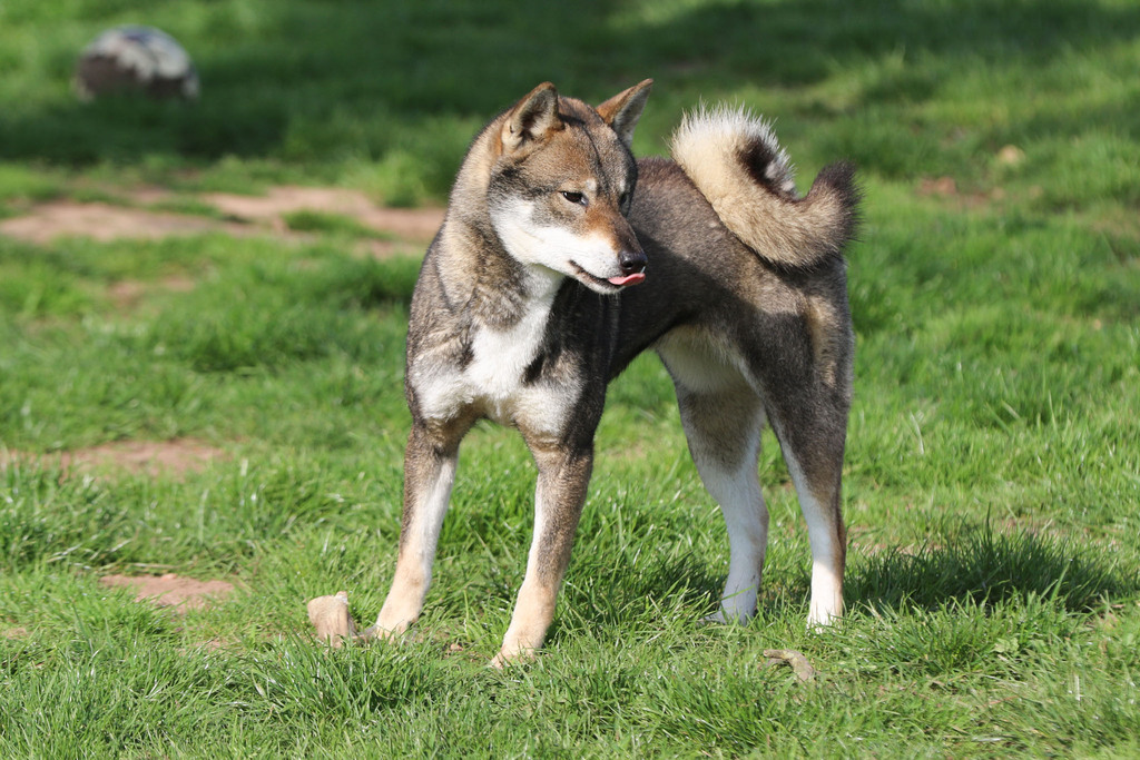 Chien chiot Shikoku élevage