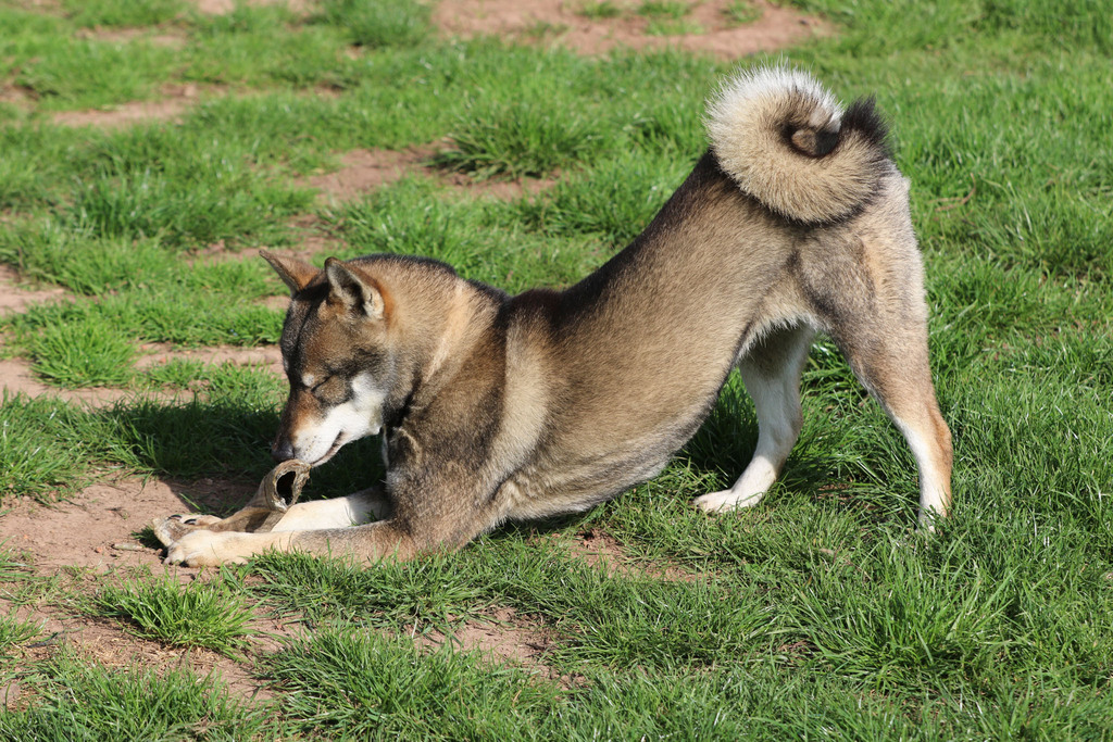 Chien chiot Shikoku élevage