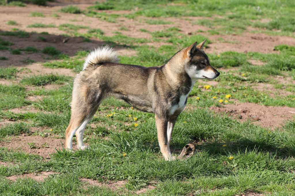 Chien chiot Shikoku élevage