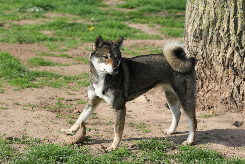 Chien chiot Shikoku élevage
