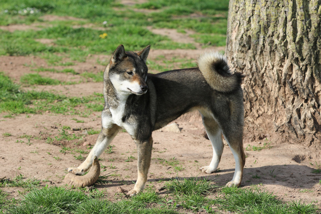 Chien chiot Shikoku élevage