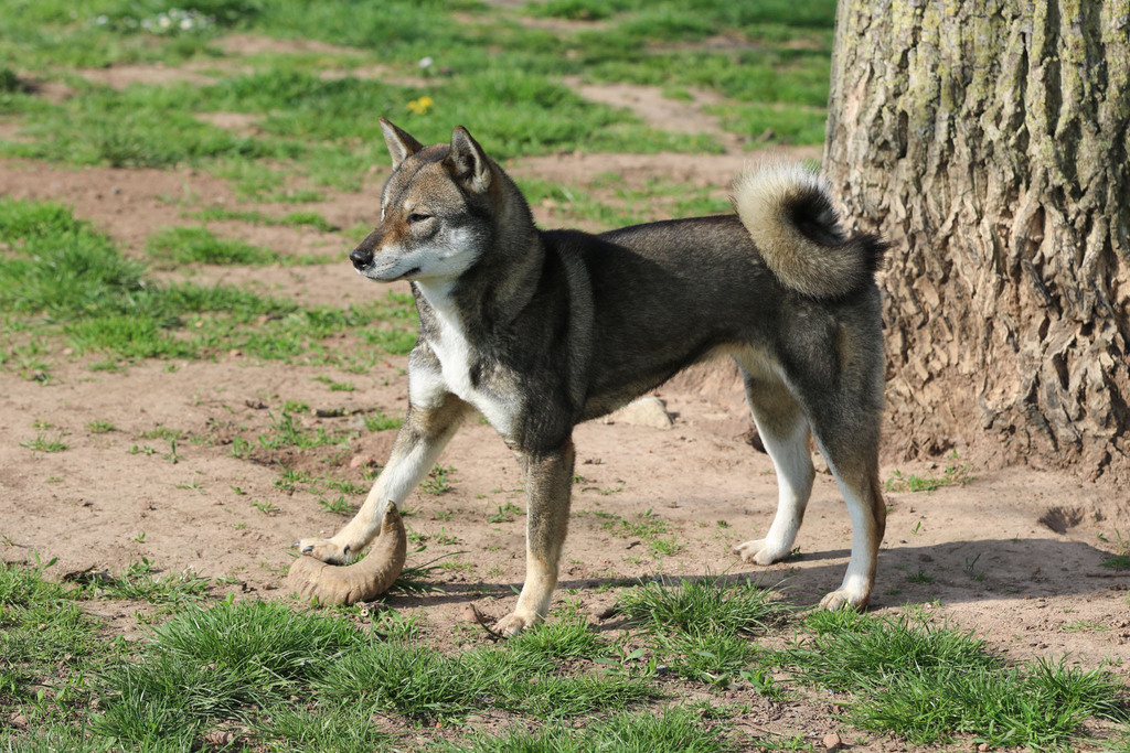 Chien chiot Shikoku élevage