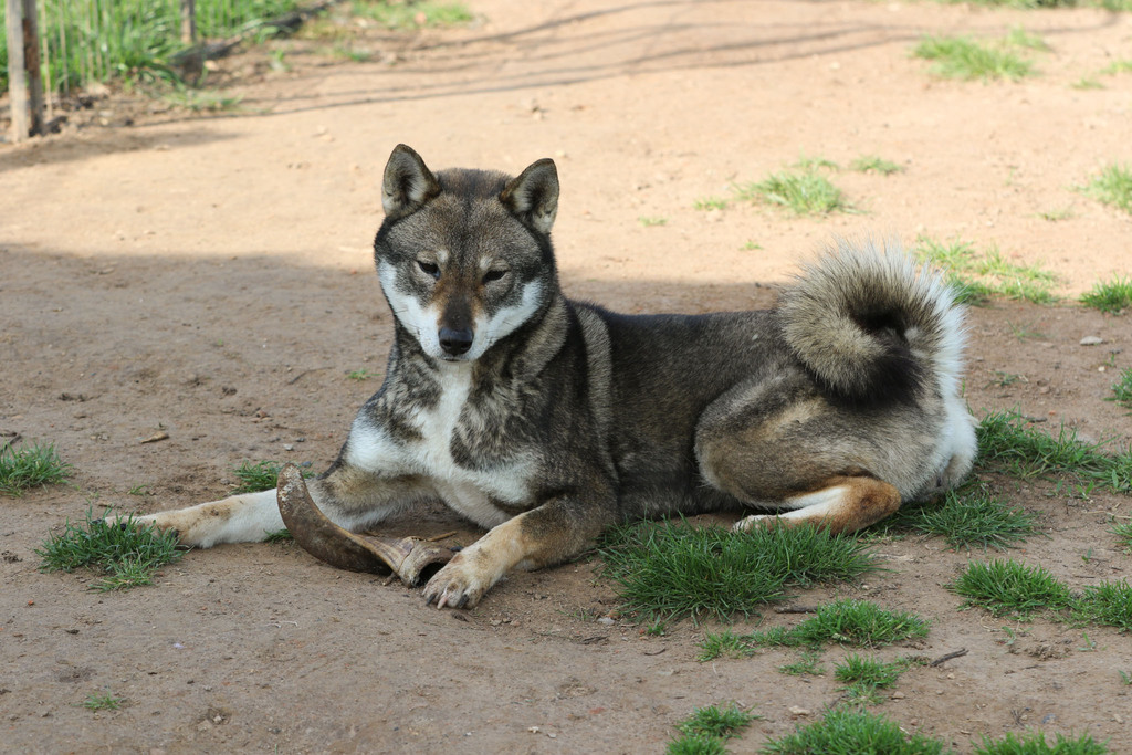 Chien chiot Shikoku élevage