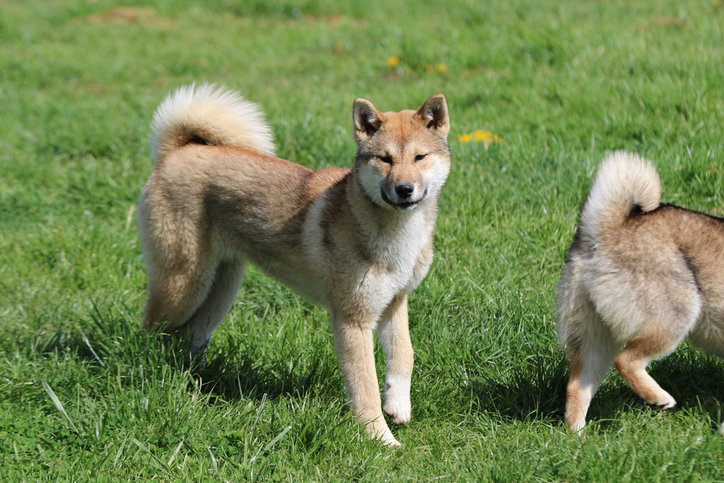 Chien chiot Shikoku élevage