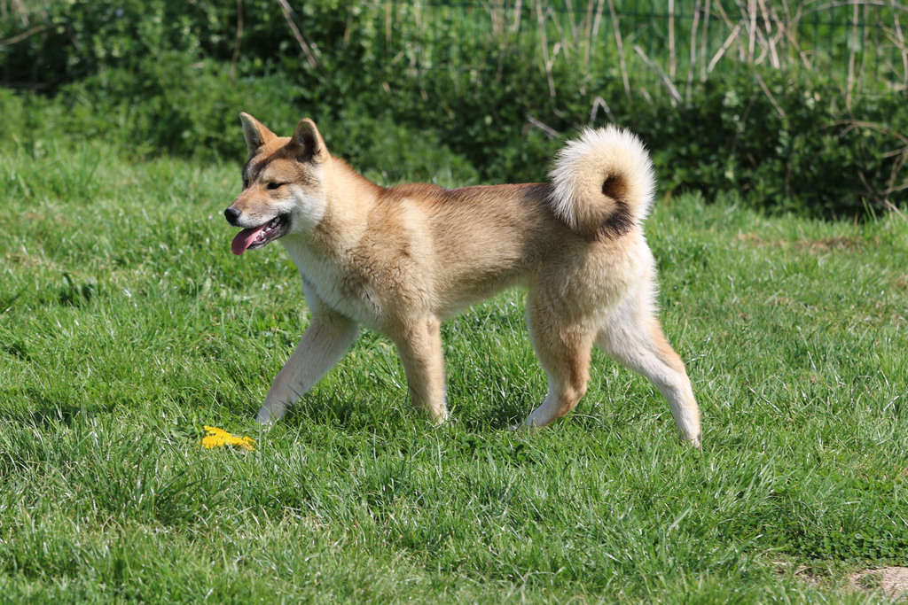 Chien chiot Shikoku élevage