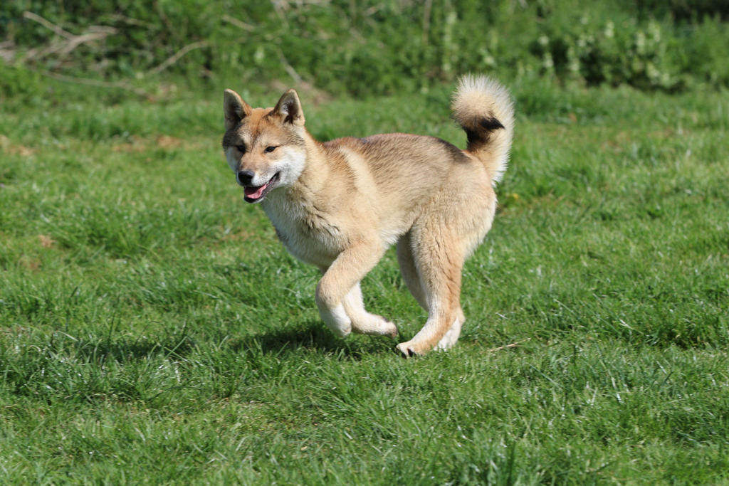 Chien chiot Shikoku élevage