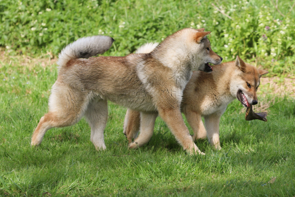 Chien chiot Shikoku élevage
