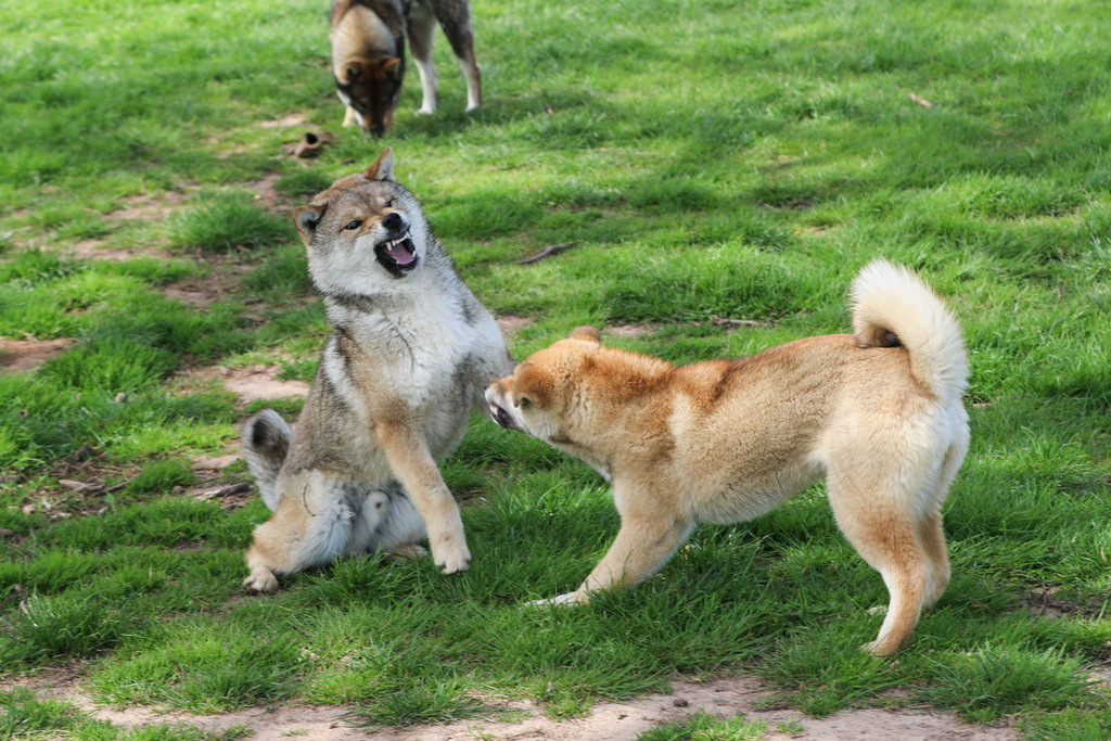 Chien chiot Shikoku élevage