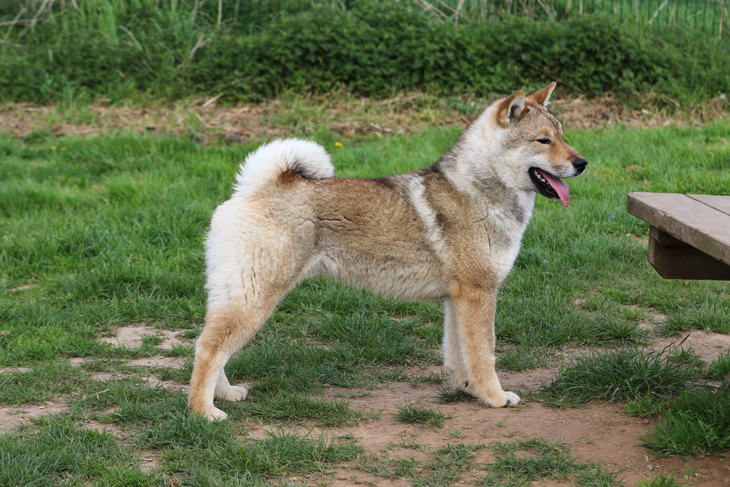 Chien chiot Shikoku élevage