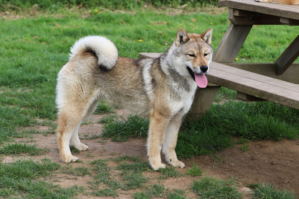 Chien chiot Shikoku élevage