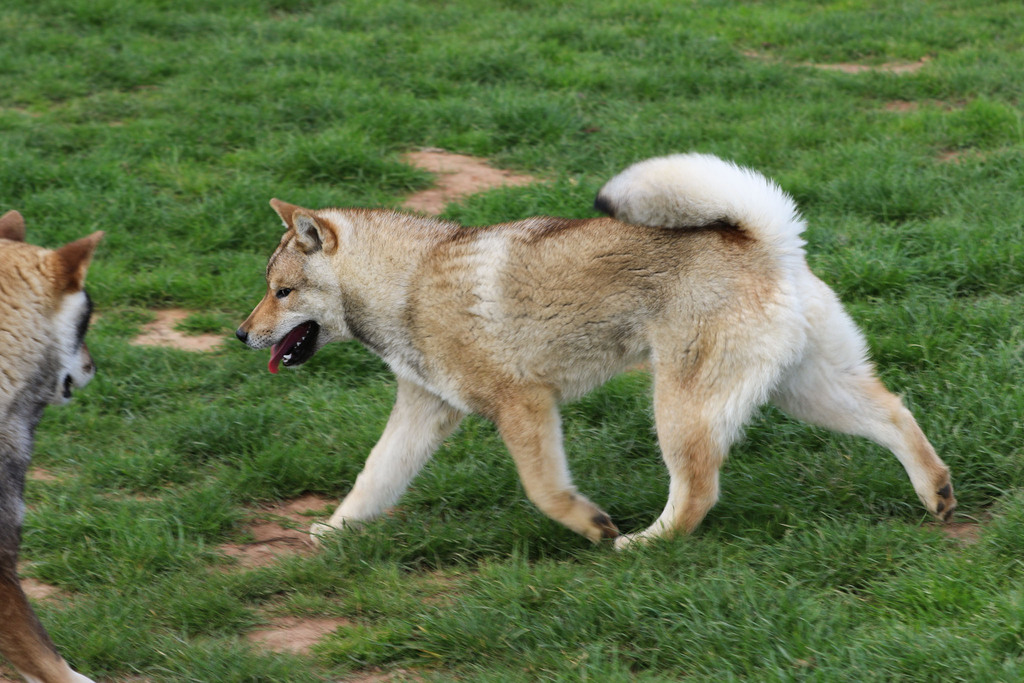 Chien chiot Shikoku élevage