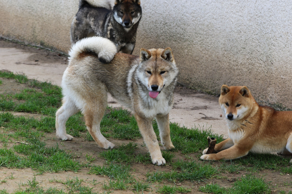 Chien chiot Shikoku élevage