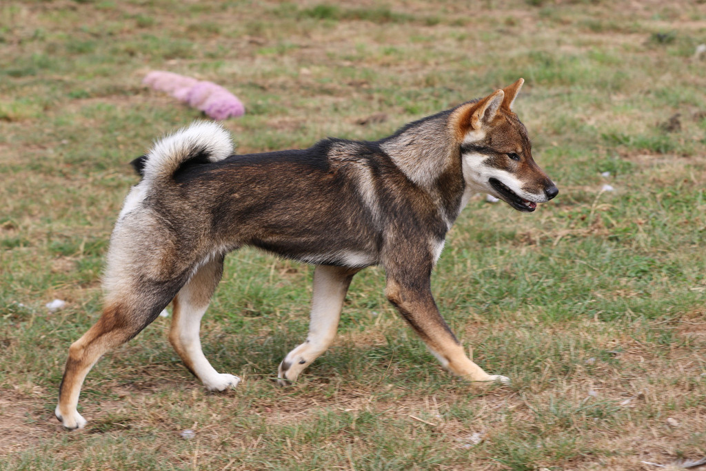 Akshan