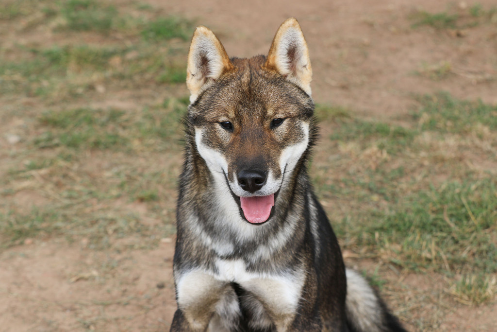 Akshan2