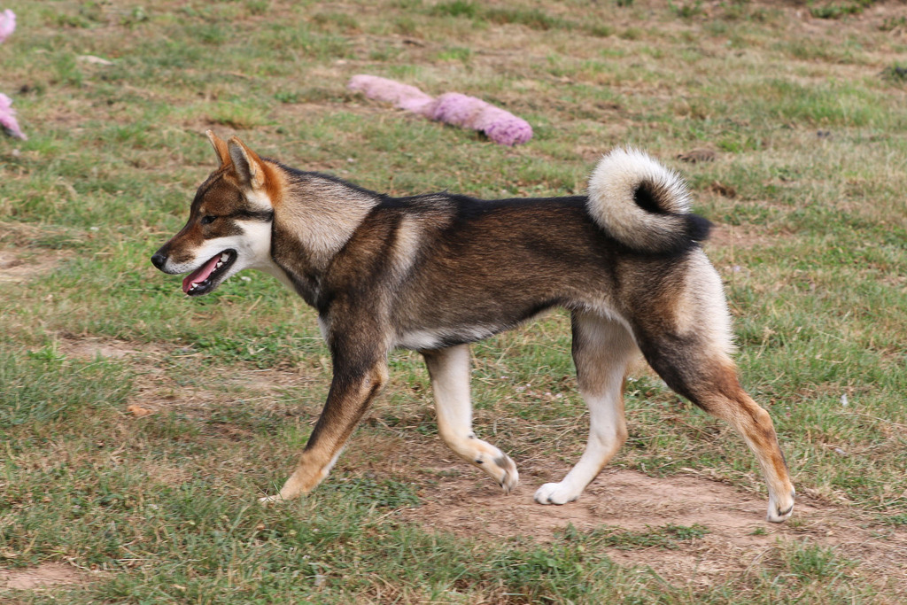 Akshan3