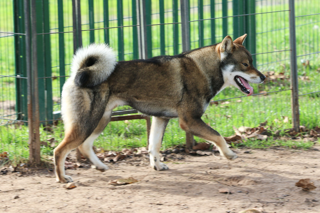 chien Shikoku Ken chiot