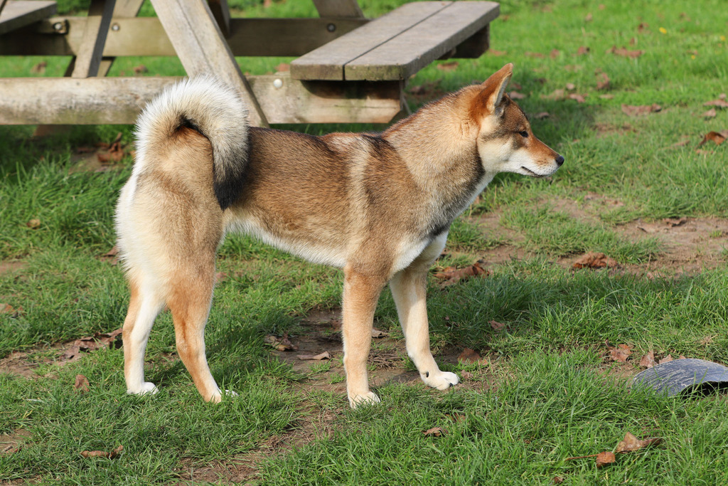 chien Shikoku Ken chiot