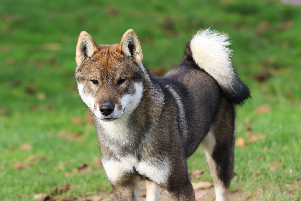 chien Shikoku Ken chiot