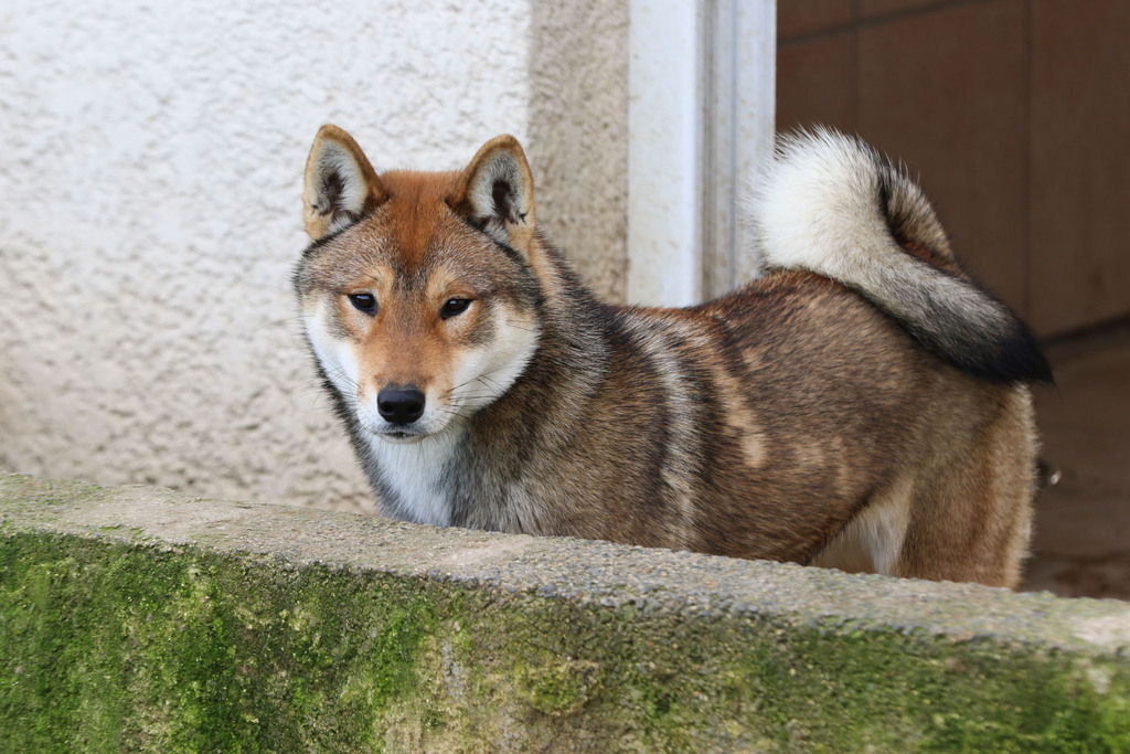 chien Shikoku Ken chiot