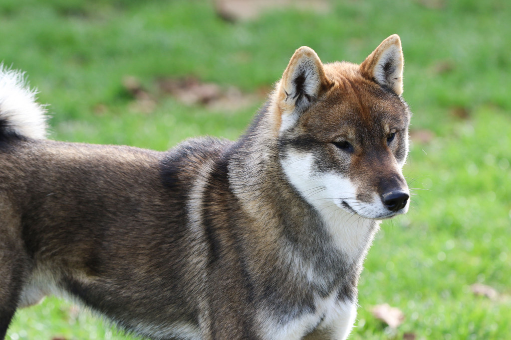 chien Shikoku Ken chiot